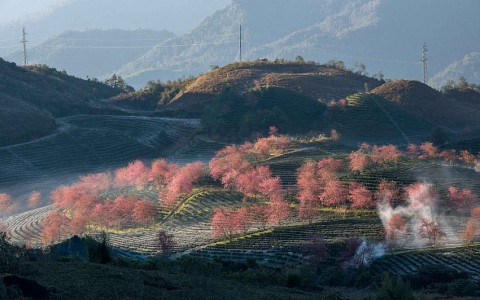 Đừng bỏ lỡ cơ hội ngắm mai anh đào và trải nghiệm chợ tình Sa Pa huyền thoại